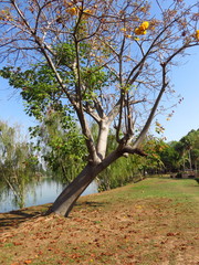 Cochlospermum regium
