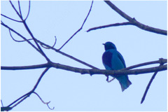 Cotinga amabilis