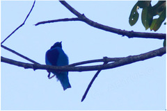 Cotinga amabilis