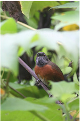 Synallaxis erythrothorax