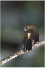 Myiobius sulphureipygius