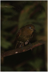 Schiffornis veraepacis