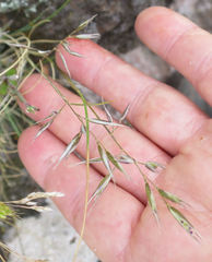 Rytidosperma buchananii