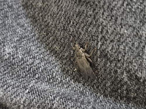 Unknown species found near Queens County, US-NY, US