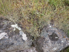 Rytidosperma buchananii