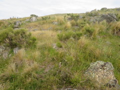 Rytidosperma buchananii