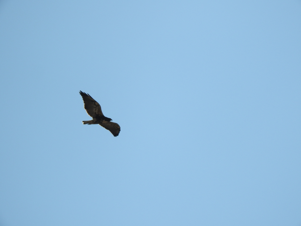 White-tailed Hawk