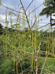 Sesbania grandiflora