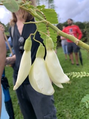 Sesbania grandiflora