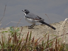 Motacilla alba