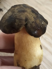 Aureoboletus citriniporus