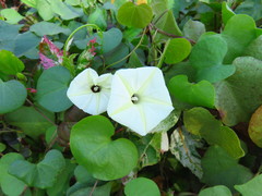 Ipomoea obscura