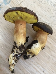 Aureoboletus citriniporus