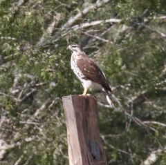 Buteo plagiatus