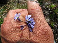 Lobelia tenera