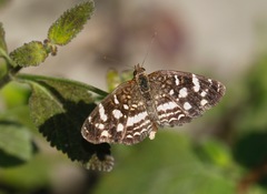 Anthanassa tulcis