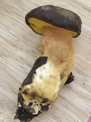 Aureoboletus citriniporus