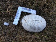 Kinosternon hirtipes murrayi