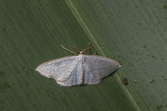 Orthoclydon praefectata