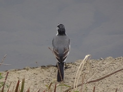Motacilla alba