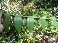 Epiphyllum chrysocardium