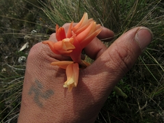 Stenorrhynchos vaginatum