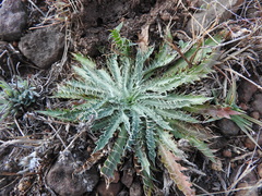 Eryngium serratum