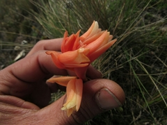 Stenorrhynchos vaginatum