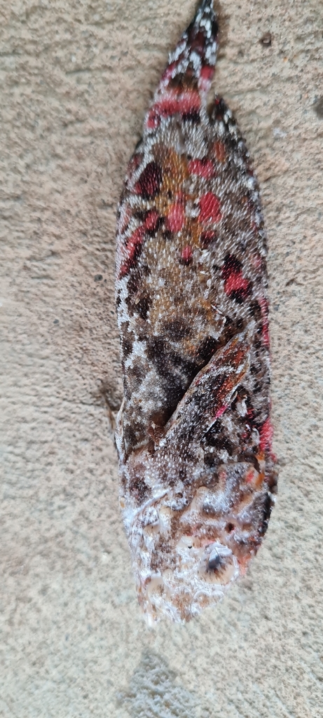 Zuidelijke fluweelvis (Aploactisoma milesii) — Aploactinidae