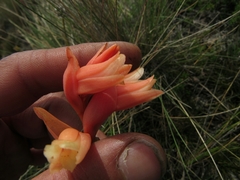 Stenorrhynchos vaginatum