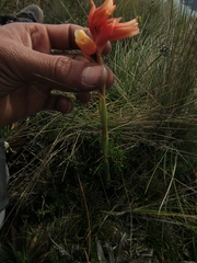 Stenorrhynchos vaginatum