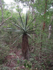 Agave fourcroydes