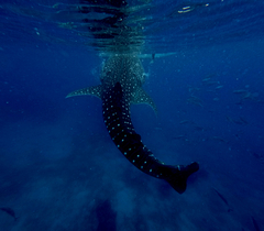 Whale Shark