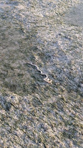 Black-ringed Sea Snake sighting