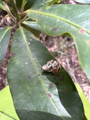 Rhachistia observed 2025-10-25