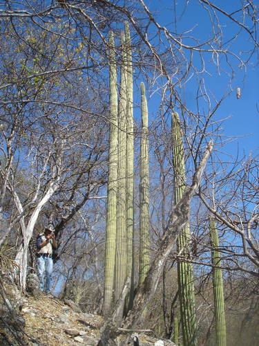 Cephalocereus mezcalaensis