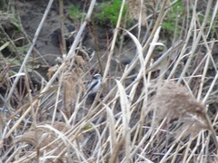 Aegithalos caudatus