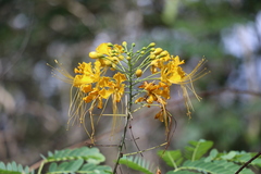 Caesalpinia pulcherrima flava