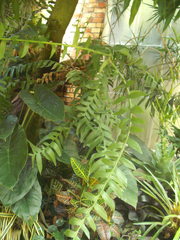 Epiphyllum chrysocardium