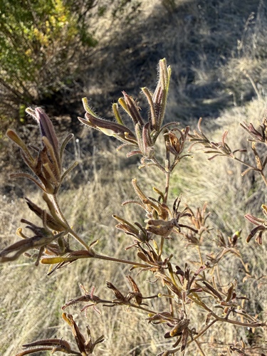 hairy bird's beak (Cordylanthus pilosus)