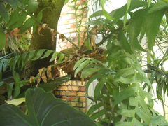 Epiphyllum chrysocardium