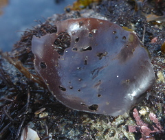 Constantinea simplex