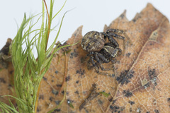Xysticus audax