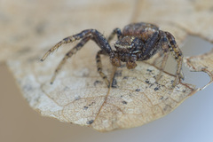 Xysticus audax