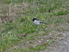 Motacilla grandis