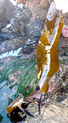 Laminaria setchellii