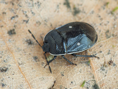 Adomerus biguttatus