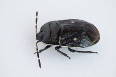 Adomerus biguttatus