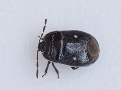 Adomerus biguttatus