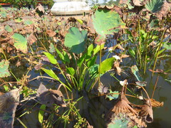 Echinodorus cordifolius